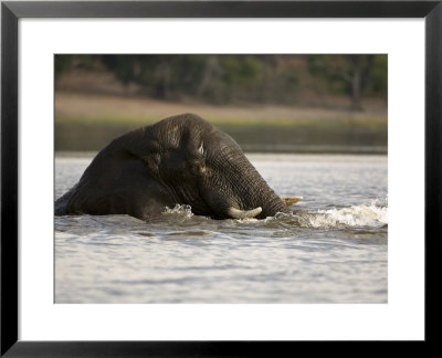 African Elephant, Male Swimming, Botswana by Mike Powles Pricing Limited Edition Print image