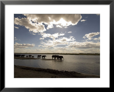 African Elephant, Herd Drinking, Botswana by Mike Powles Pricing Limited Edition Print image
