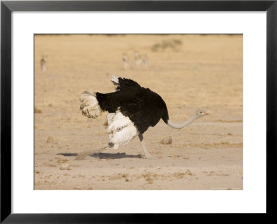 Ostrich, Male Running, Botswana by Mike Powles Pricing Limited Edition Print image