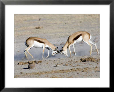 Springbok, Males Fighting In Dust, Botswana by Mike Powles Pricing Limited Edition Print image