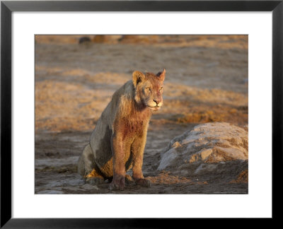 African Lion, Young Bloodied Male, Botswana by Mike Powles Pricing Limited Edition Print image