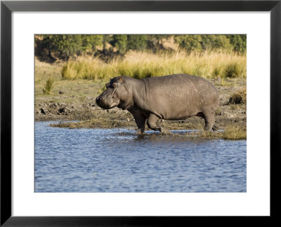Hippopotamus, Adult Entering Water, Botswana by Mike Powles Pricing Limited Edition Print image