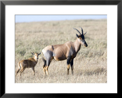 Topi, Female With Youngster, Kenya by Mike Powles Pricing Limited Edition Print image
