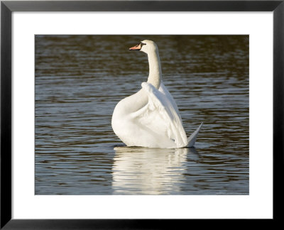 Mute Swan, Stretching During Bathing, Uk by Mike Powles Pricing Limited Edition Print image