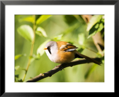 Bearded Tit, Adult Perched On Alder Branch, Uk by Mike Powles Pricing Limited Edition Print image
