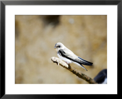 Sand Martin, Fledged Juvenile, Uk by Mike Powles Pricing Limited Edition Print image
