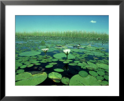 Blue Lily, Okavango Delta, Botswana by Partirdge Films Ltd. Pricing Limited Edition Print image
