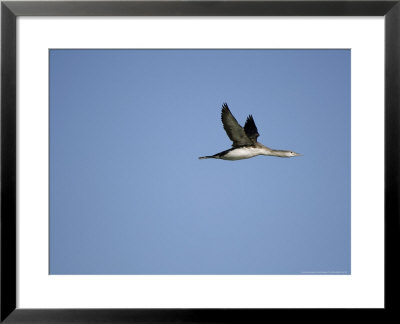 Red Throated Diver, Flying, Scotland by Keith Ringland Pricing Limited Edition Print image