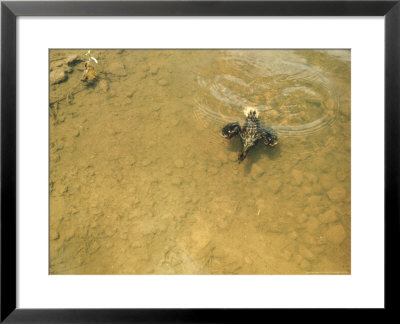 Hoatzin, Chick Swimming, Guyana by Alan Root Pricing Limited Edition Print image