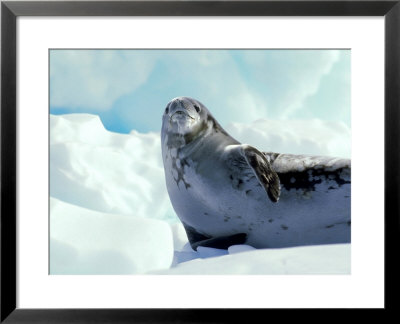 Crabeater Seal, Antarctic Peninsula by Rick Price Pricing Limited Edition Print image