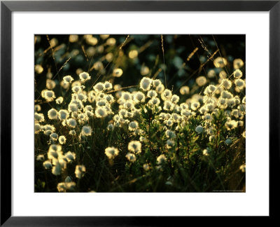 Bog Cotton, Backlit by Iain Sarjeant Pricing Limited Edition Print image