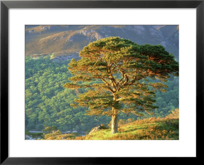 Scots Pine Tree, Ross-Shire, Scotland by Iain Sarjeant Pricing Limited Edition Print image