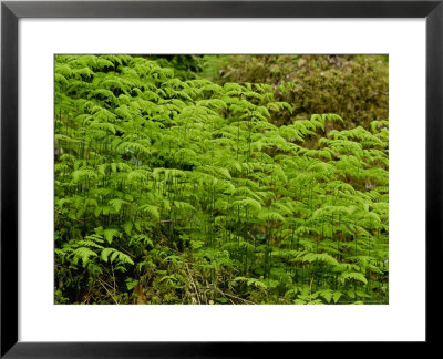 Oak Fern, Iverness-Shire by Iain Sarjeant Pricing Limited Edition Print image