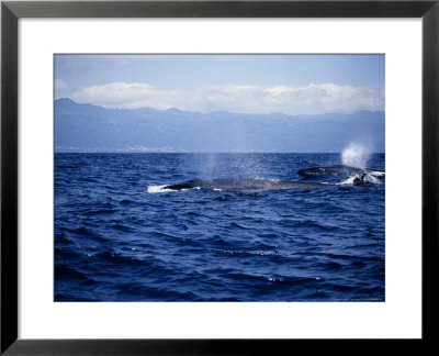 Sei Whale, Two Swimming, Azores, Portugal by Gerard Soury Pricing Limited Edition Print image