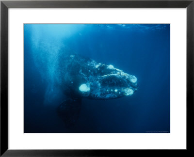 Southern Right Whale, Juvenile by Gerard Soury Pricing Limited Edition Print image