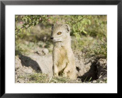 Yellow Mongoose, Male Emerging From Burrow, Botswana by Mike Powles Pricing Limited Edition Print image
