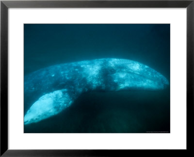 Grey Whale, Adult Swimming, Magdalena Bay by Gerard Soury Pricing Limited Edition Print image