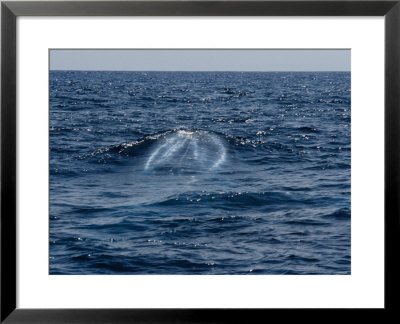 Blue Whale, Surfacing, Azores, Port by Gerard Soury Pricing Limited Edition Print image