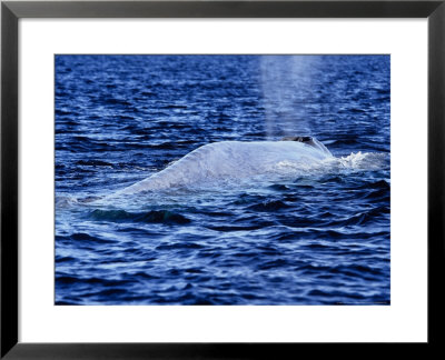 Blue Whale, Hunchback, Baja California by Gerard Soury Pricing Limited Edition Print image