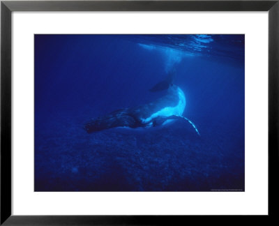 Humpback Whale, Swimming Over Reef, Polynesia by Gerard Soury Pricing Limited Edition Print image