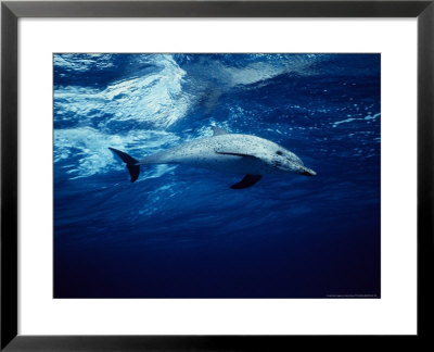 Atlantic Spotted Dolphin, Swimming, Bahamas by Gerard Soury Pricing Limited Edition Print image