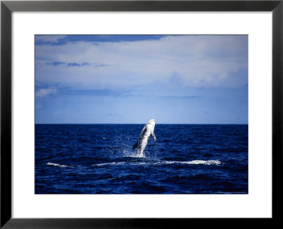 Rissos Dolphin Breaching The Surface, Azores, Portugal by Gerard Soury Pricing Limited Edition Print image