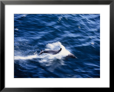 Long-Snouted Spinner Dolphin, Jumping, Sea Of Cortez by Gerard Soury Pricing Limited Edition Print image