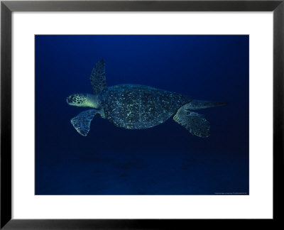 Black Turtle, Male, Equator, Pacific by Gerard Soury Pricing Limited Edition Print image