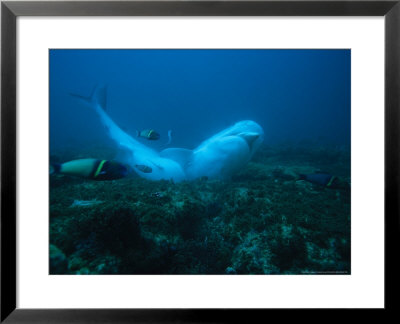 Tiger Shark, Eating, South Africa by Gerard Soury Pricing Limited Edition Print image