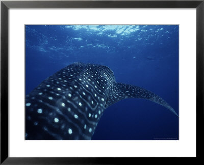 Whale Shark, Underwater, Caribbean, Atlantic Ocean by Gerard Soury Pricing Limited Edition Print image