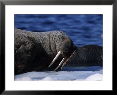 Walrus, Sleeping, Canada by Gerard Soury Pricing Limited Edition Print image