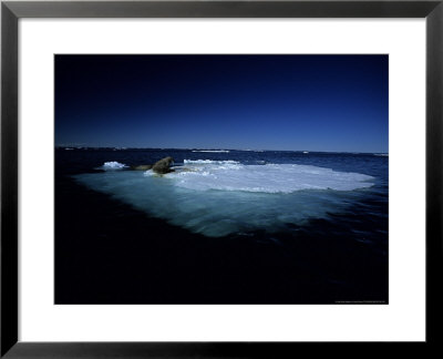 Walrus, Lying On Ice, Canada by Gerard Soury Pricing Limited Edition Print image