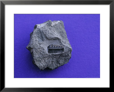 Shark Tooth, Fossil Tooth From Lower Jaw, Vancouver Bc, Canada by Gerard Soury Pricing Limited Edition Print image
