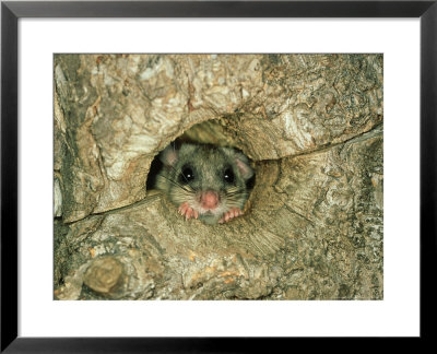 Fat Dormouse, England, Uk by Les Stocker Pricing Limited Edition Print image