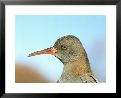 Water Rail, England, Uk by Les Stocker Pricing Limited Edition Print image