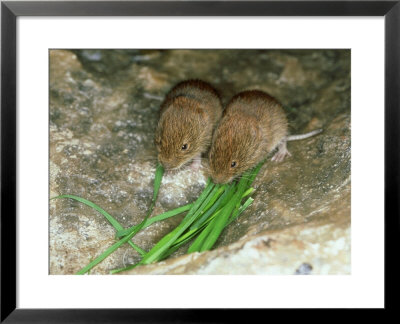 Field Vole, Young, Uk by Les Stocker Pricing Limited Edition Print image