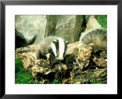 Badger, Young, Uk by Les Stocker Pricing Limited Edition Print image