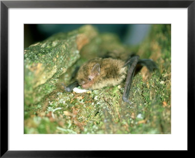 Soprano Pipistrelle Bat, Aylesbury, England by Les Stocker Pricing Limited Edition Print image