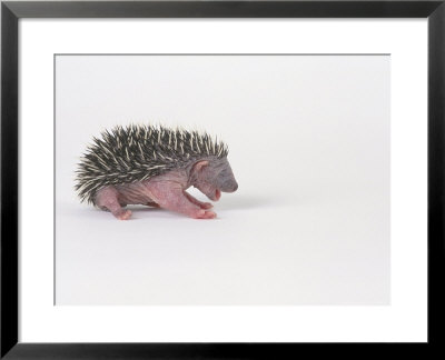Hedgehog Young 3-4 Days Old, Erinaceus Europaeus by Les Stocker Pricing Limited Edition Print image