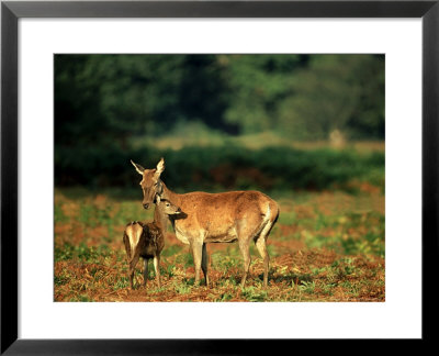 Red Deer, Hind With Fawn, Uk by David Tipling Pricing Limited Edition Print image
