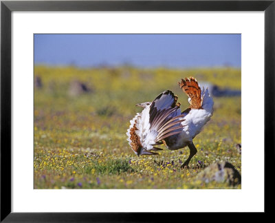 Great Bustard, Young Male, Extremadura, Spain by David Tipling Pricing Limited Edition Print image