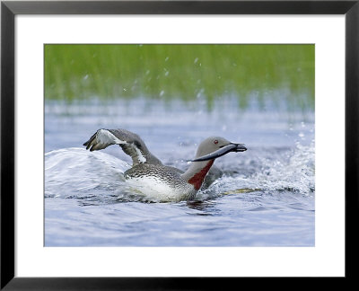Red-Throated Diver, Adult Returning With Fish, Finland by David Tipling Pricing Limited Edition Print image