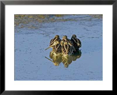 Common Snipe, Roosting, Uk by David Tipling Pricing Limited Edition Print image