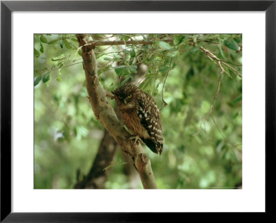 Brown Fish Owl, India by Satyendra K. Tiwari Pricing Limited Edition Print image