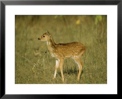 Spotted Deer, Fawn, India by Satyendra K. Tiwari Pricing Limited Edition Print image