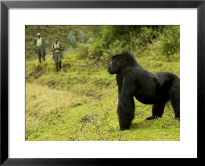 Mountain Gorilla, Male Standing In Grass With Two Guides In Background, Africa by Roy Toft Pricing Limited Edition Print image