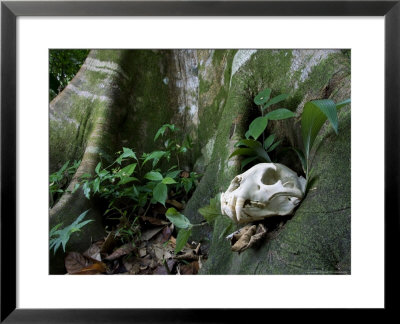 Jaguar Skull On Ground In Rainforest Near Roots Of Tree, Costa Rica by Roy Toft Pricing Limited Edition Print image