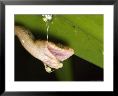 Cat-Eyed Snake, Eating Red-Eyed Tree Frog Eggs, Costa Rica by Roy Toft Pricing Limited Edition Print image