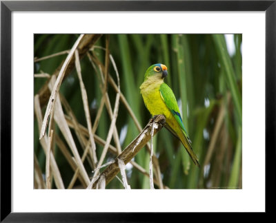 Peach-Fronted Parakeet, Parakeet Perched On Leafy Branch, Brazil by Roy Toft Pricing Limited Edition Print image