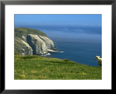 Cape St. Marys Ecological Reserve, Canada by Gustav Verderber Pricing Limited Edition Print image